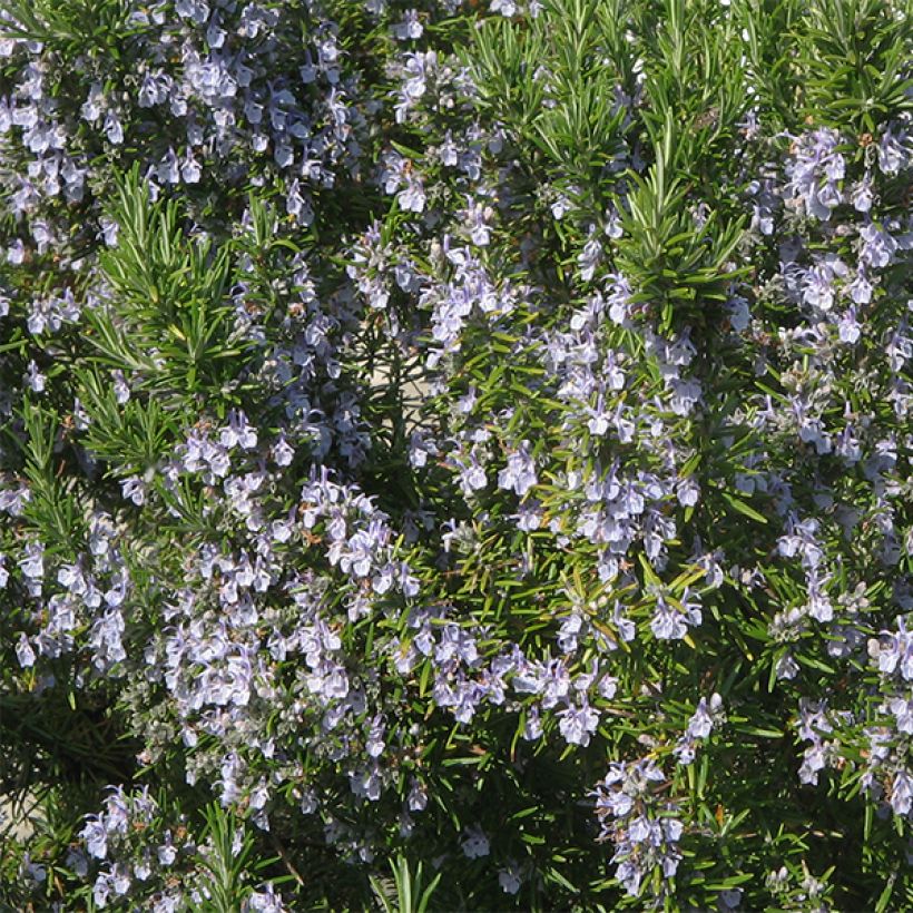 Romarin officinal - Rosmarinus officinalis (Flowering)