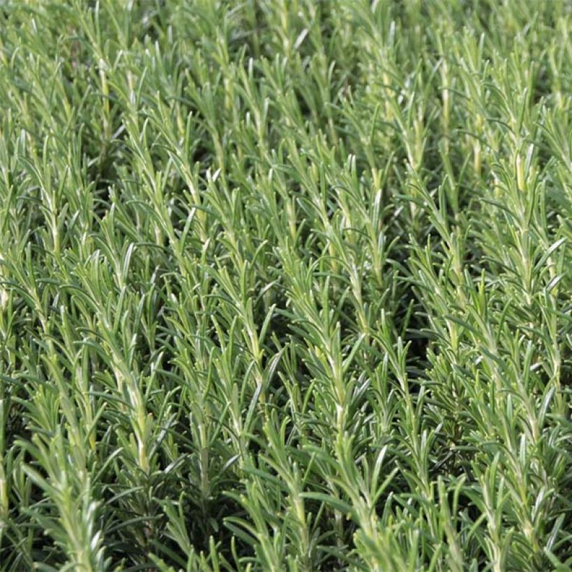 Romarin à fleurs blanches - Rosmarinus officinalis Albiflorus (Foliage)