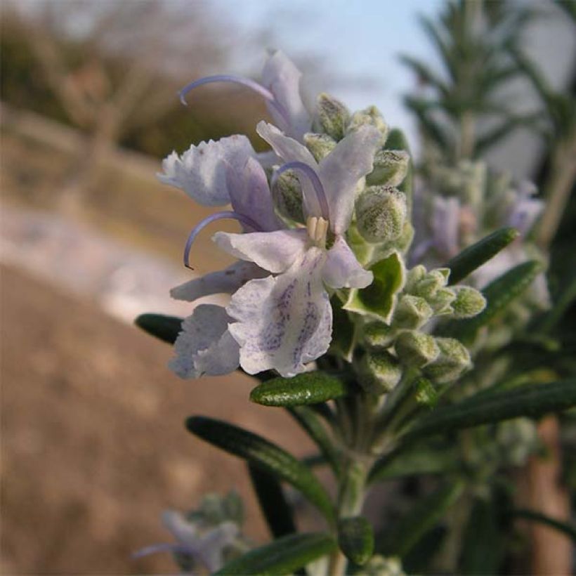 Romarin à fleurs blanches - Rosmarinus officinalis Albiflorus (Flowering)