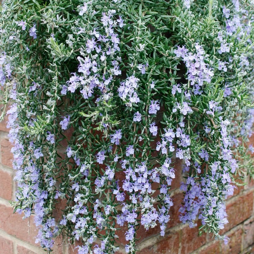 Rosmarinus officinalis Blue Cascade - Romarin retombant (Plant habit)