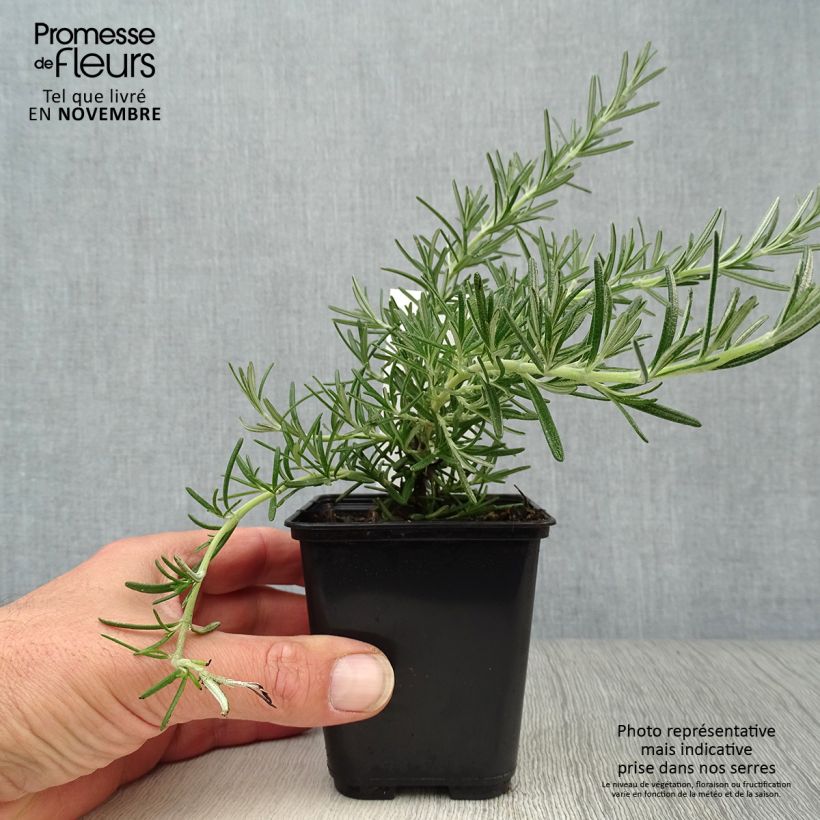 Example of Rosmarinus officinalis Blue Cascade - Romarin retombant Godet de 8/9 cm as you get in automne