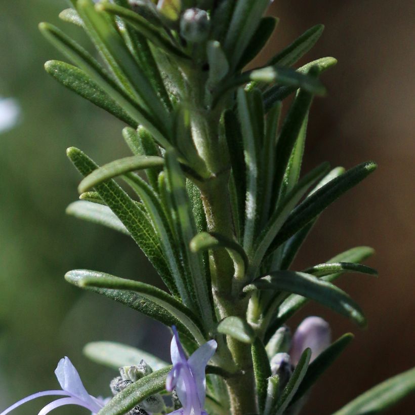 Romarin - Rosmarinus officinalis Mrs. Jessop's Upright (Foliage)