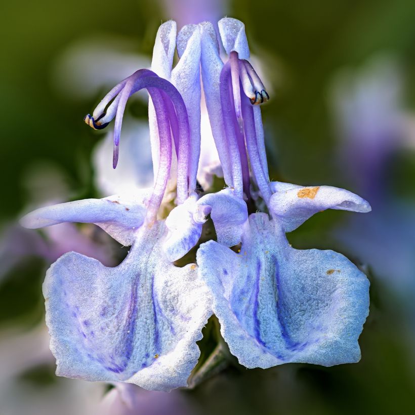 Romarin - Rosmarinus officinalis Mrs. Jessop's Upright (Flowering)