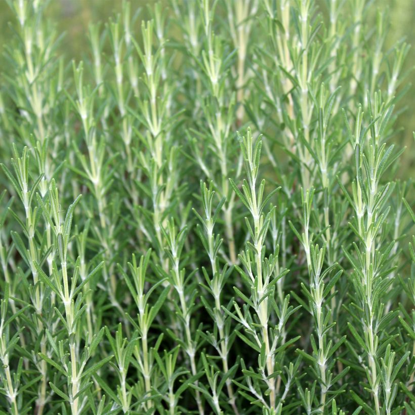 Romarin - Rosmarinus officinalis Mrs. Jessop's Upright (Plant habit)