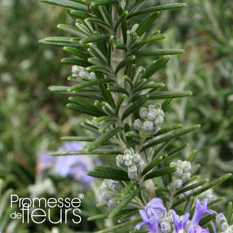 Romarin couvre-sol -  Rosmarinus officinalis Pointe du Raz (Foliage)