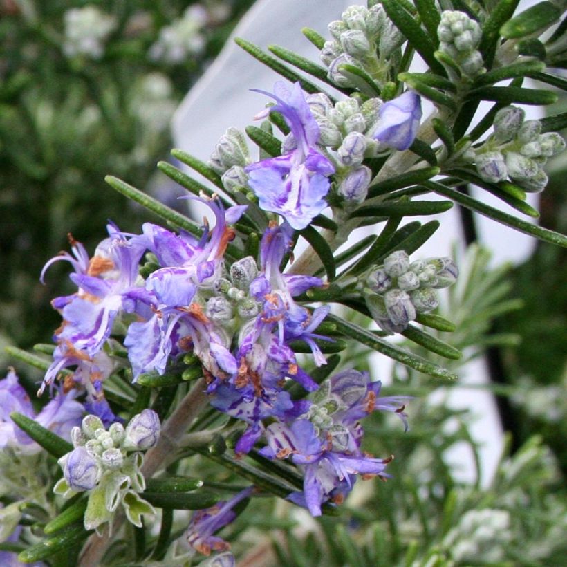 Romarin couvre-sol -  Rosmarinus officinalis Pointe du Raz (Flowering)