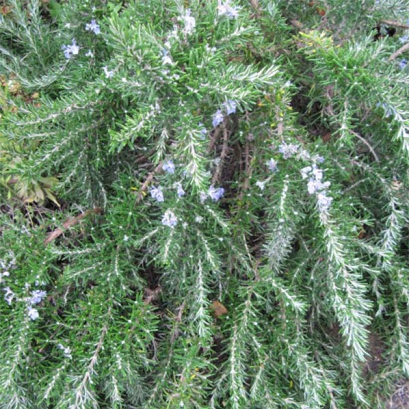 Romarin rampant - Rosmarinus officinalis Prostratus (Foliage)