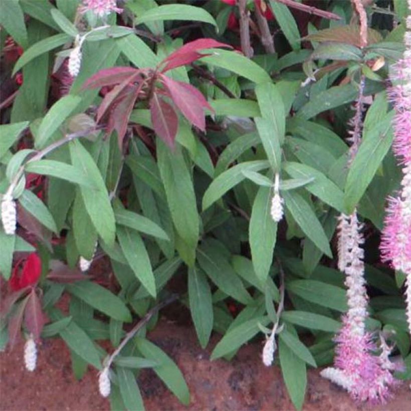 Rostrinucula dependens Happy Cascade - Menthe en arbre (Foliage)