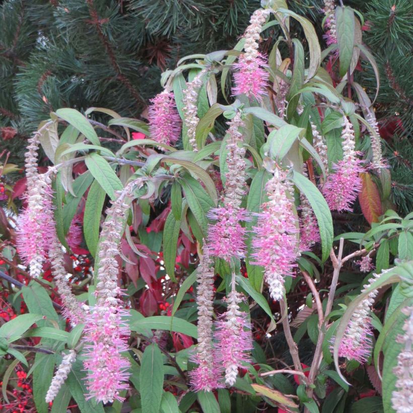 Rostrinucula dependens Happy Cascade - Menthe en arbre (Flowering)