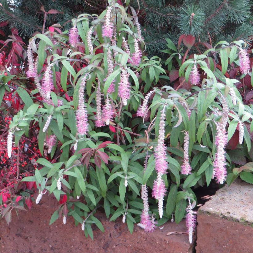 Rostrinucula dependens Happy Cascade - Menthe en arbre (Plant habit)