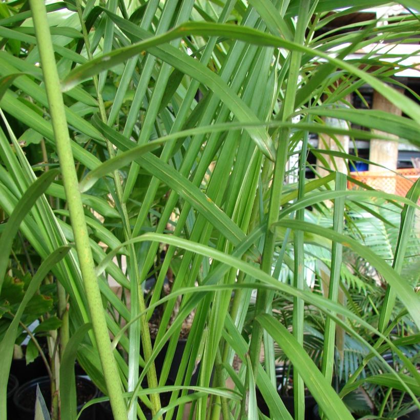 Roystonea regia - Palmier royal de Cuba (Foliage)
