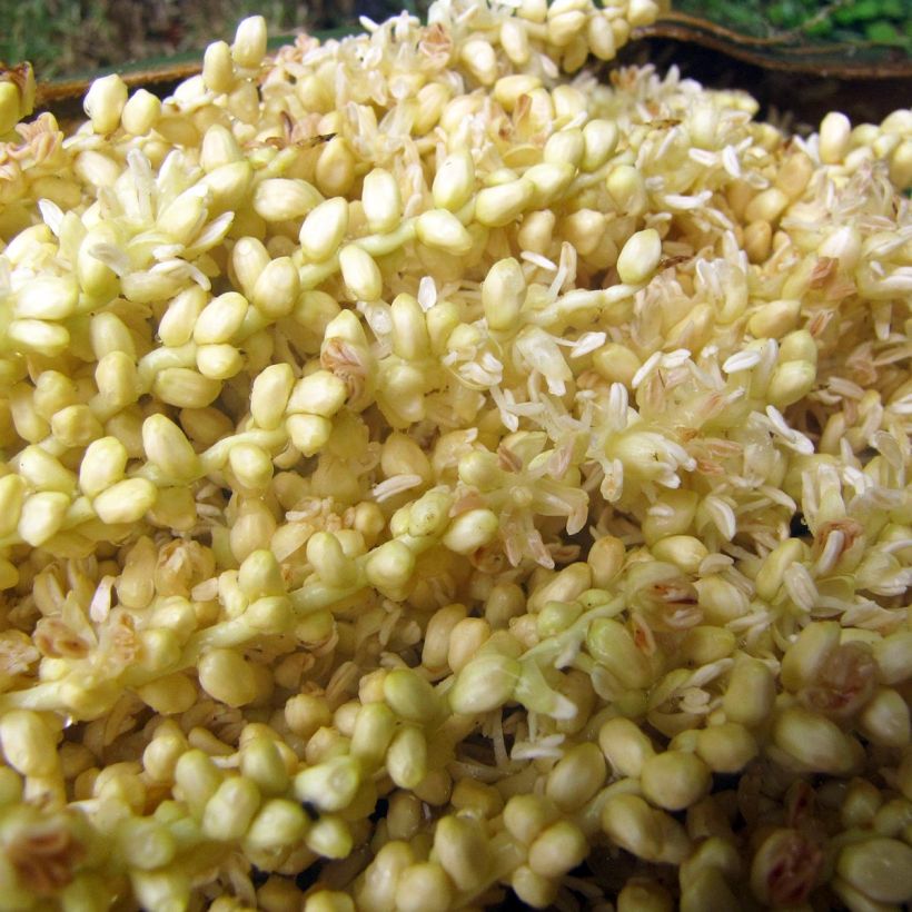 Roystonea regia - Palmier royal de Cuba (Flowering)