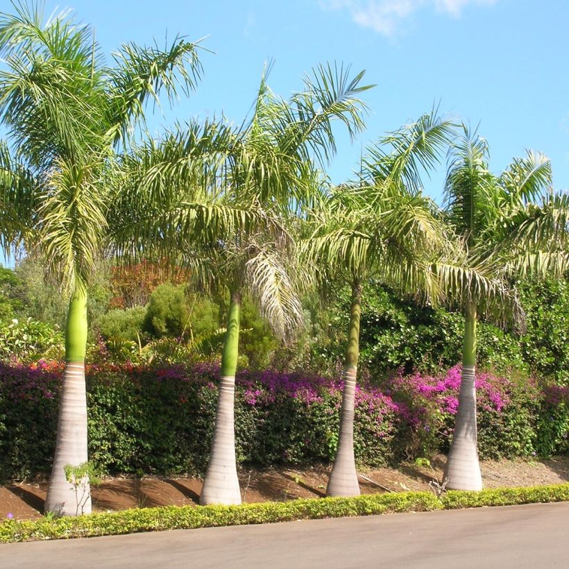 Roystonea regia - Palmier royal de Cuba (Plant habit)