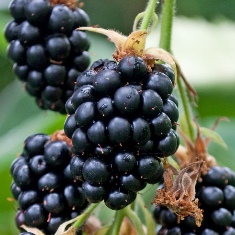 Mûre sans épines Geante Des Jardins (Harvest)