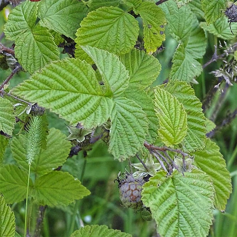 Framboisier Rustica - Rubus idaeus (Foliage)