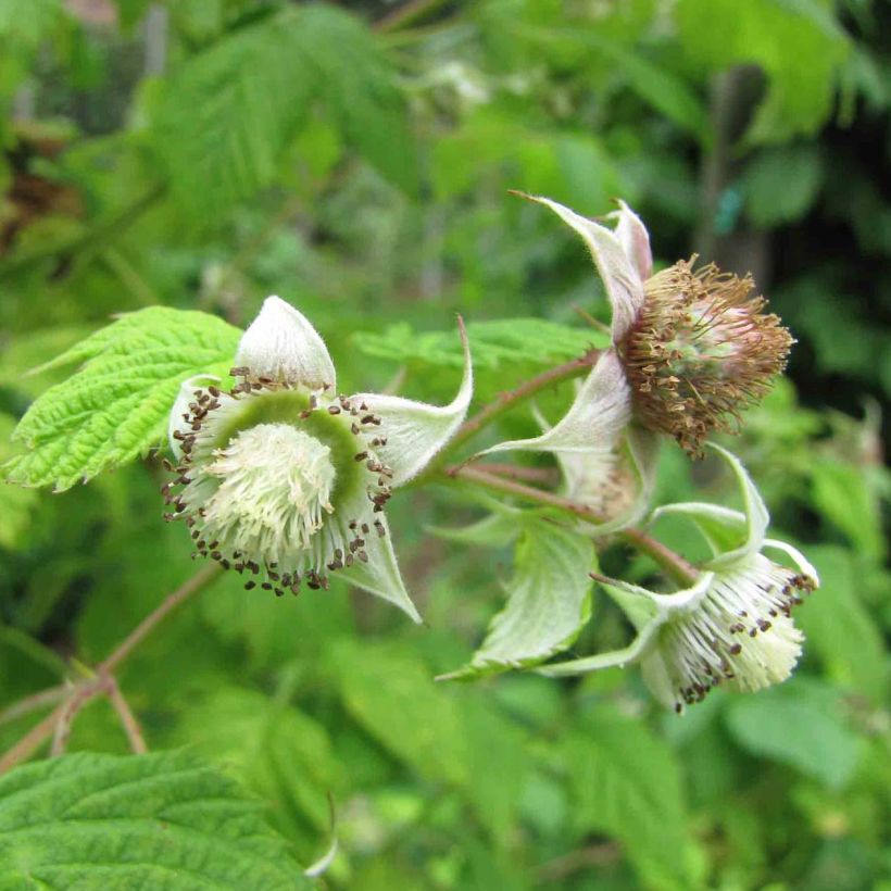 Framboisier Rustica - Rubus idaeus (Flowering)