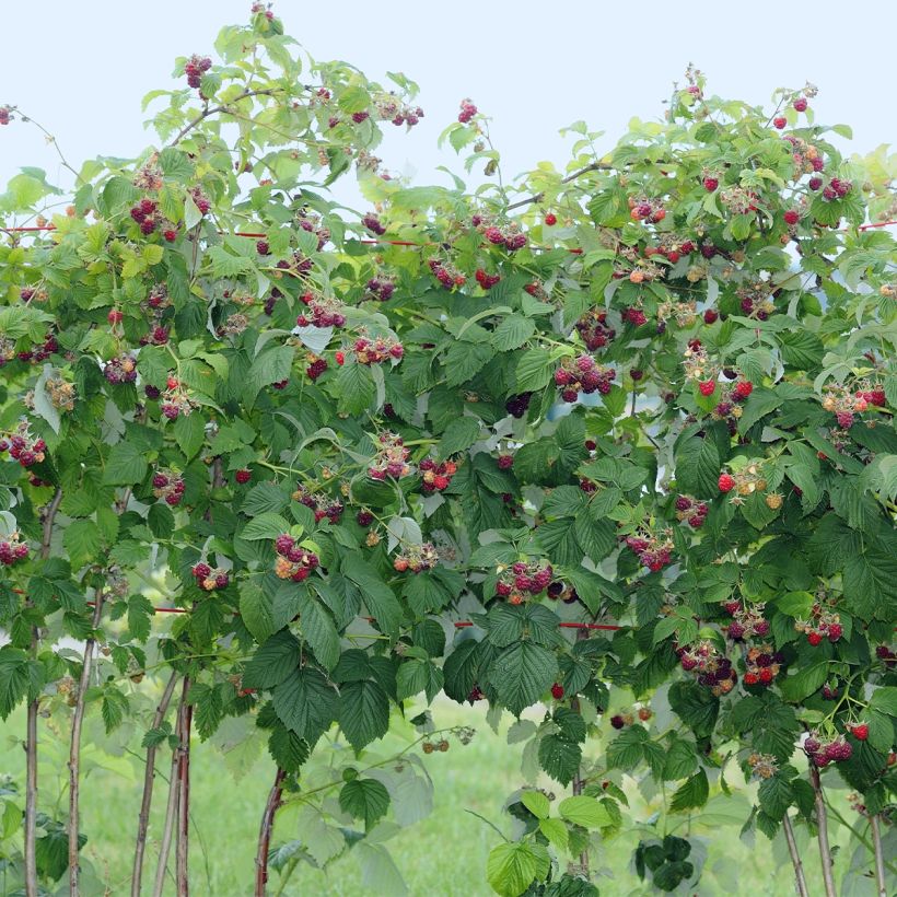 Framboisier Tulameen - Rubus idaeus (Plant habit)