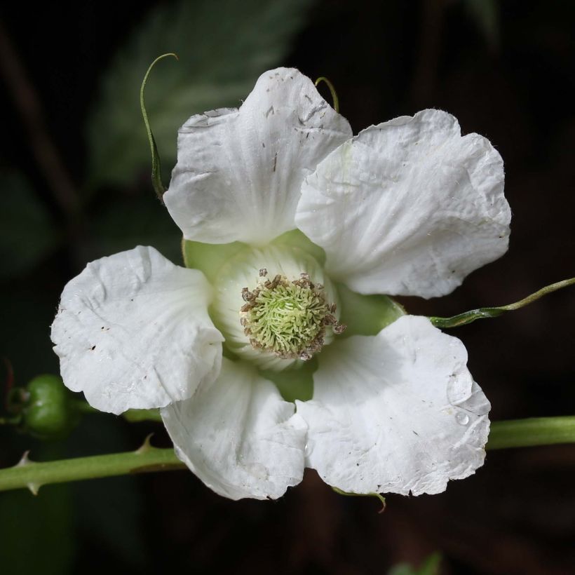 Rubus illecebrosus - Framboisier fraise japonais (Flowering)