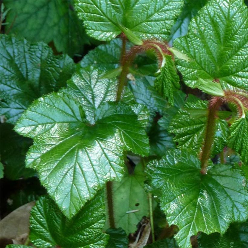 Ronce tricolor - Rubus tricolor (Foliage)