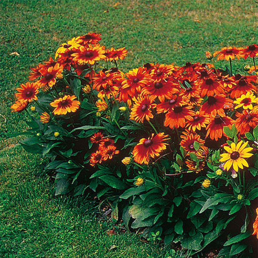 Rudbeckia annuel Autumn Colors (Plant habit)