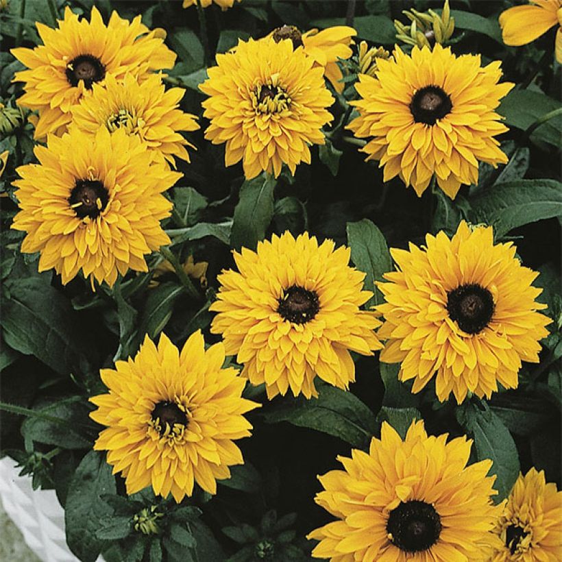 Rudbeckia annuel Goldilocks (Flowering)
