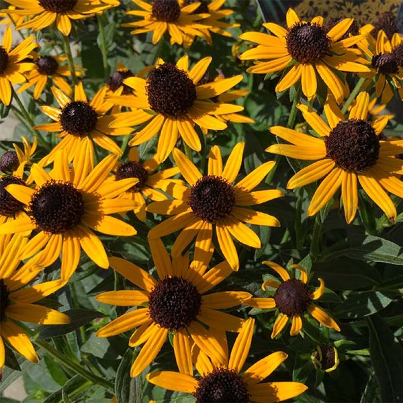 Rudbeckia fulgida Little Goldstar (Flowering)