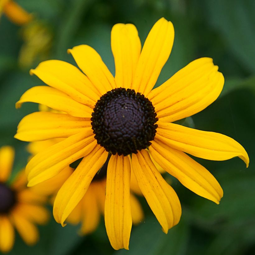 Rudbeckia fulgida Pot of Gold - Rudbéckie compacte (Flowering)
