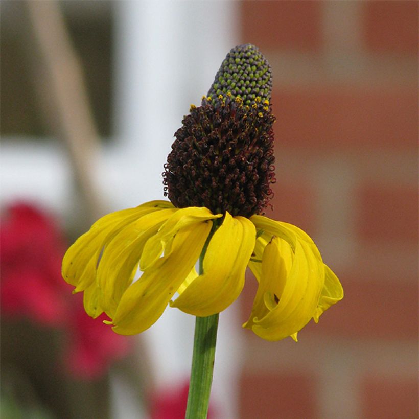 Rudbeckia maxima (Flowering)