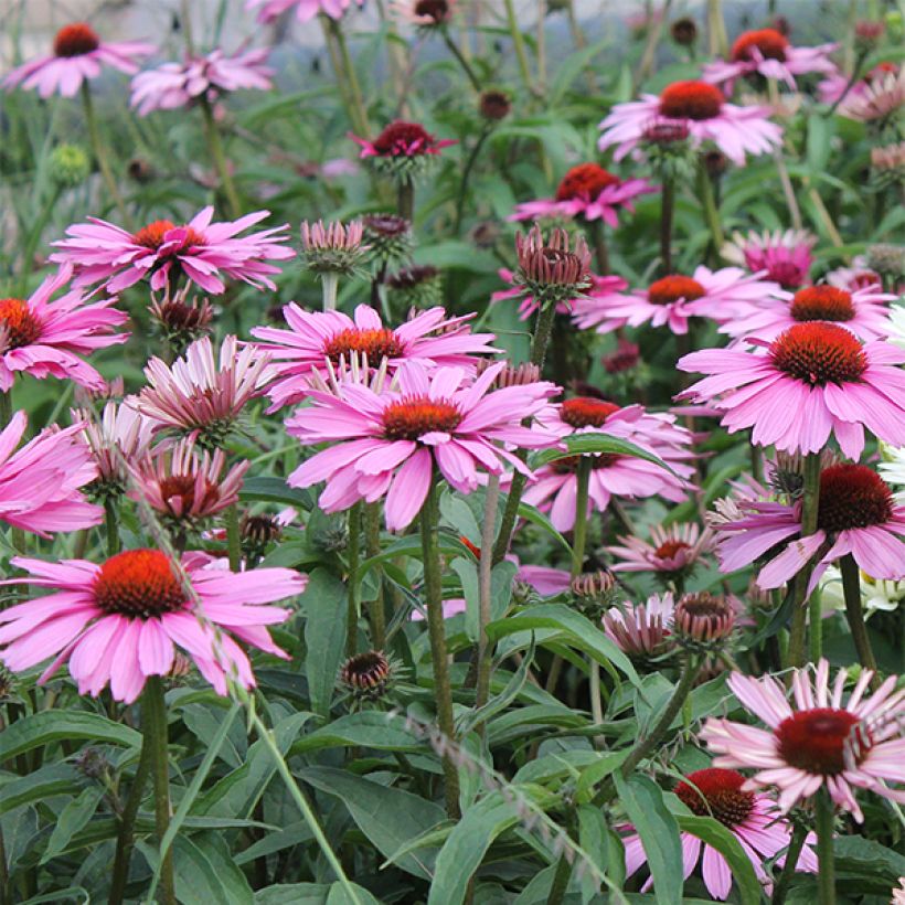 Echinacée Magnus (Flowering)
