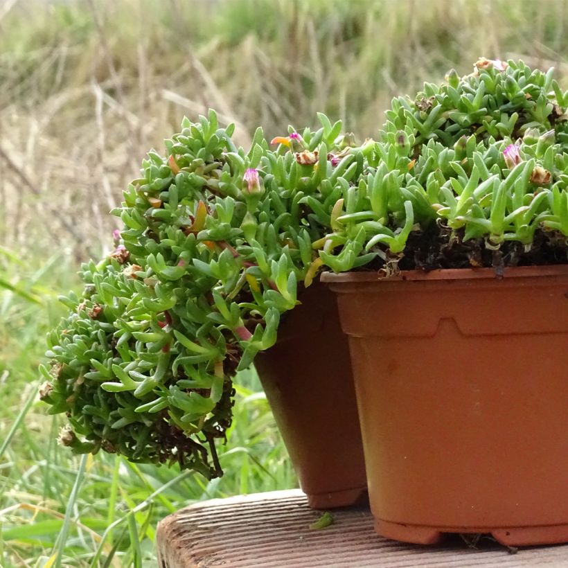 Ruschia prostrata - Antimima prostrée (Plant habit)