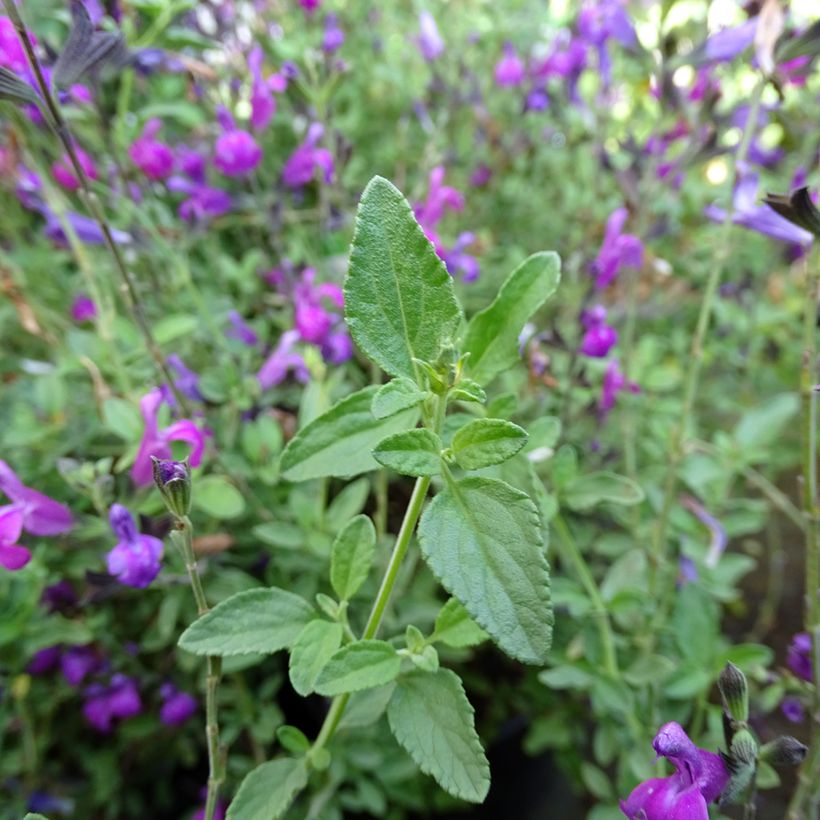 Salvia greggi ARCTIC BLAZE Purple 'Novasalpur' - Sauge arbustive (Foliage)