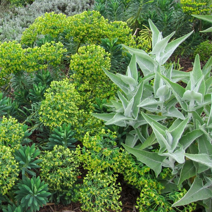 Sauge blanche laineuse - Salvia candidissima (Plant habit)