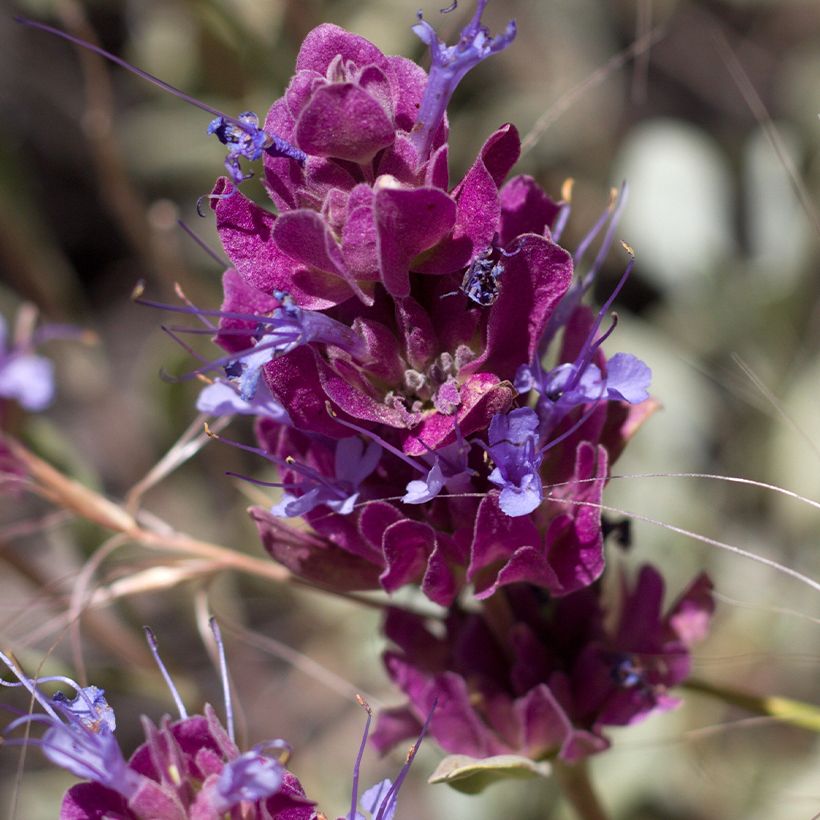 Sauge du désert - Salvia pachyphylla (Flowering)
