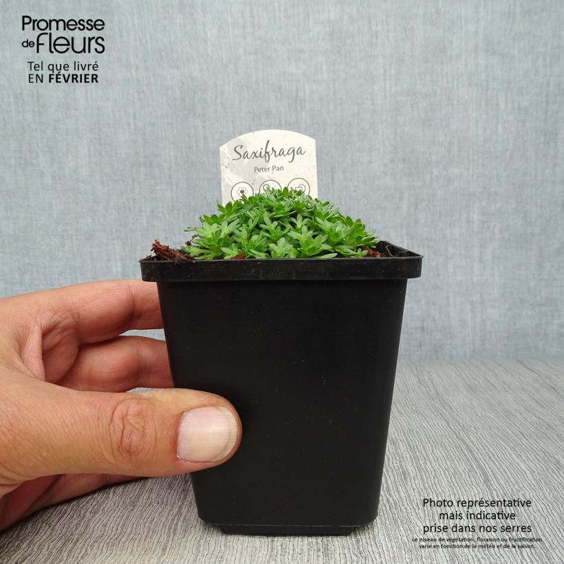 Example of Saxifraga arendsii Peter Pan - Saxifrage mousse Godet de 8/9 cm as you get in automne