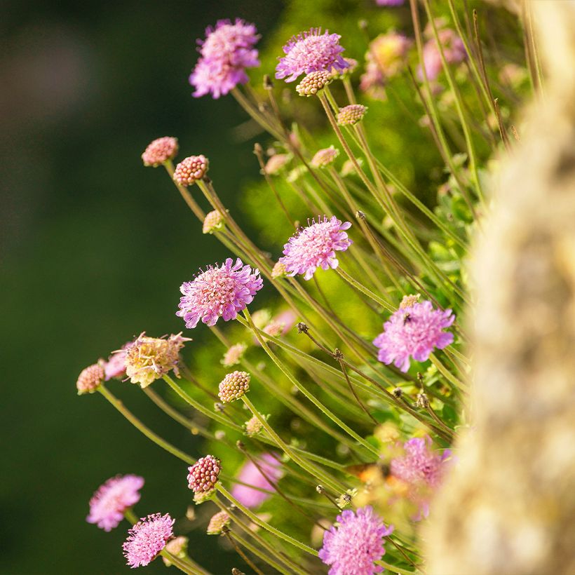 Scabiosa ou Lomeliosa cretica - Scabieuse de Crète (Plant habit)
