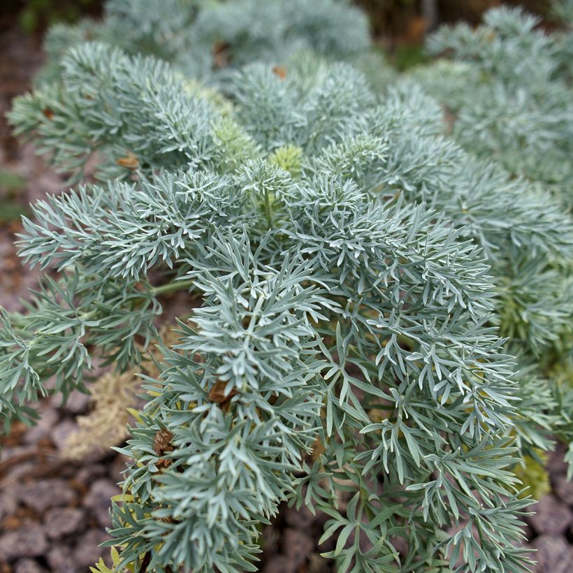 Seseli gummiferum - Séséli à gomme, Carotte de lune (Foliage)