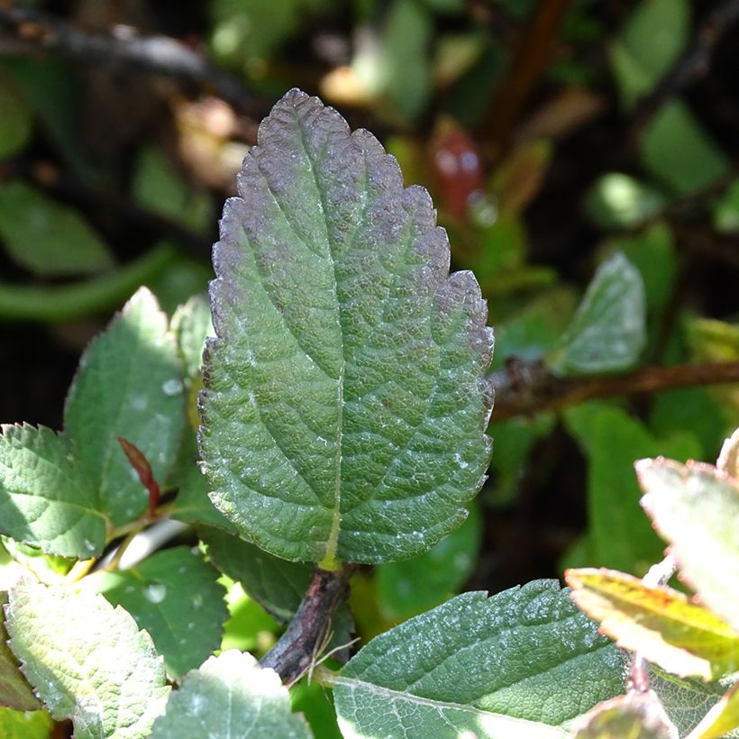 Spiraea japonica Merlo Green - Spirée japonaise (Foliage)