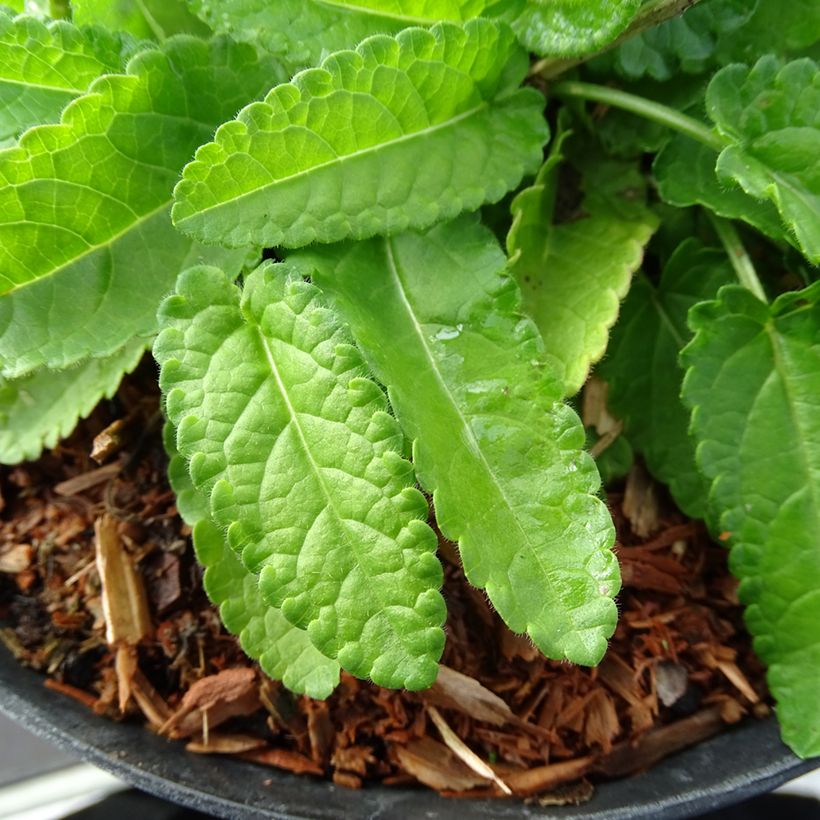 Stachys monieri Hummelo - Epiaire (Foliage)