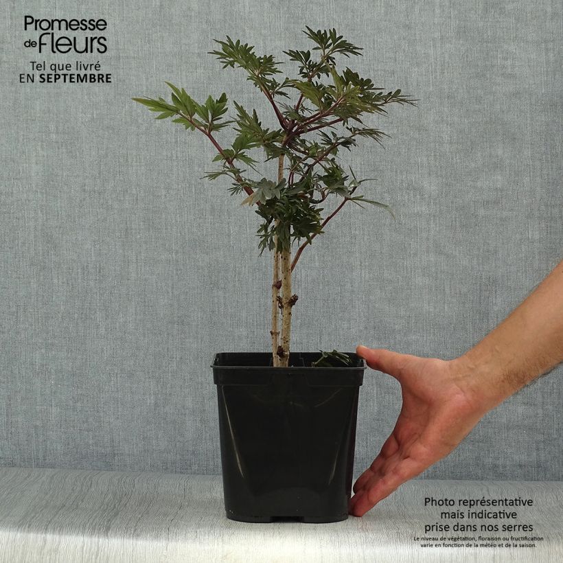 Example of Sureau noir - Sambucus nigra Straight Laced Pot de 3L/4L as you get in automne