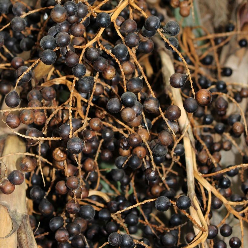 Sabal bermudana - Palmier des Bermudes (Harvest)