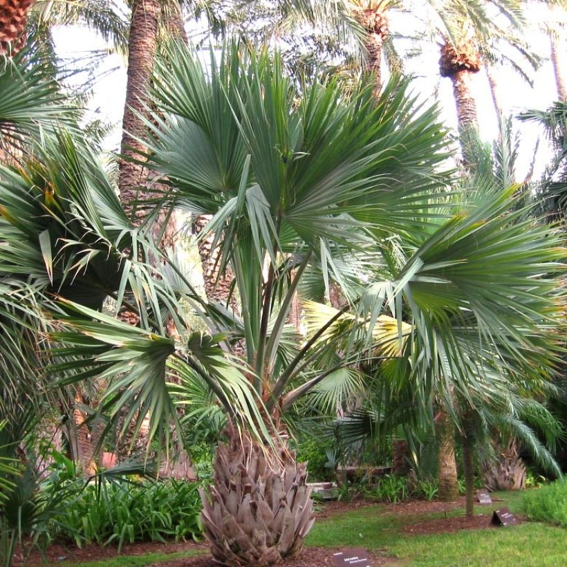 Sabal maritima - Palmier éventail de Cuba (Plant habit)