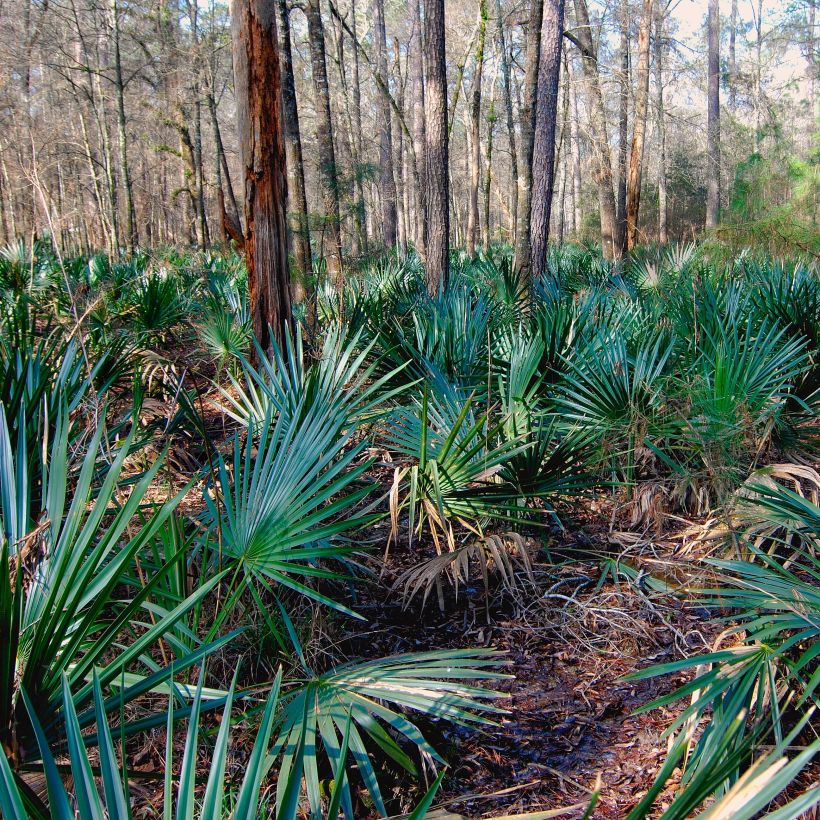 Sabal minor - Sabal nain (Plant habit)
