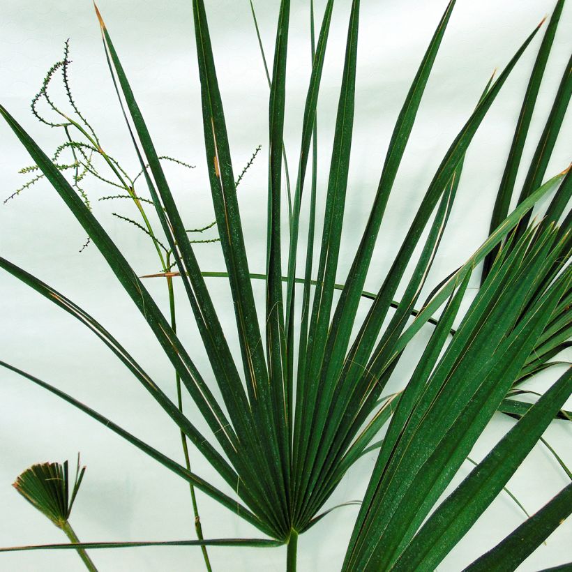 Sabal minor - Sabal nain (Foliage)