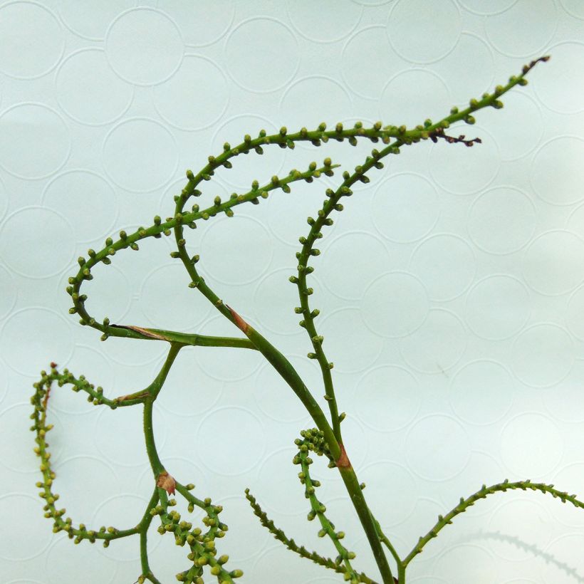 Sabal minor - Sabal nain (Flowering)