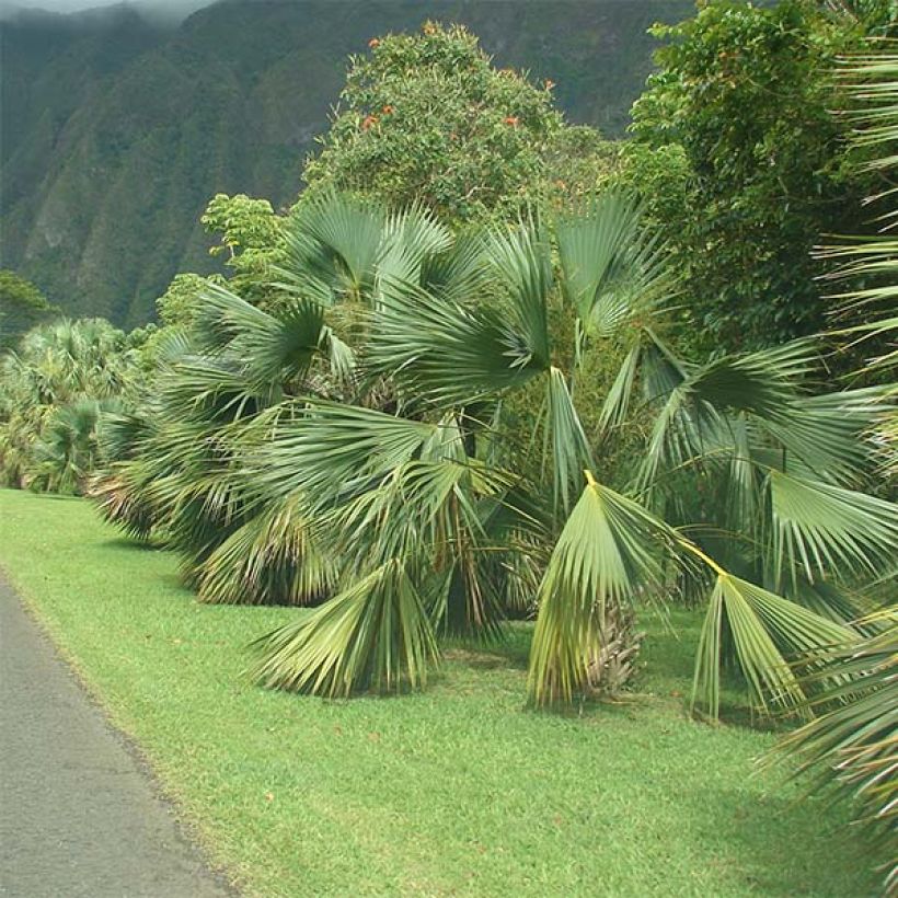 Sabal palmetto - Palmier chou (Plant habit)