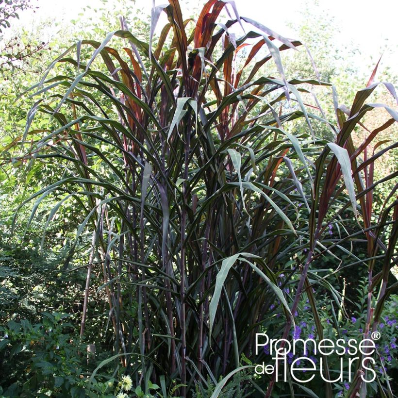 Saccharum officinarum violaceum - Canne à sucre pourpre (Plant habit)
