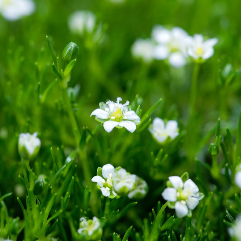 Sagina Green Moss - Sagine subulée (Flowering)