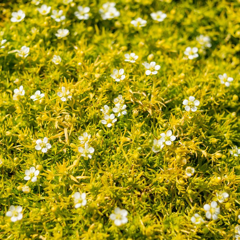 Sagina Lime Moss - Sagine subulée (Flowering)