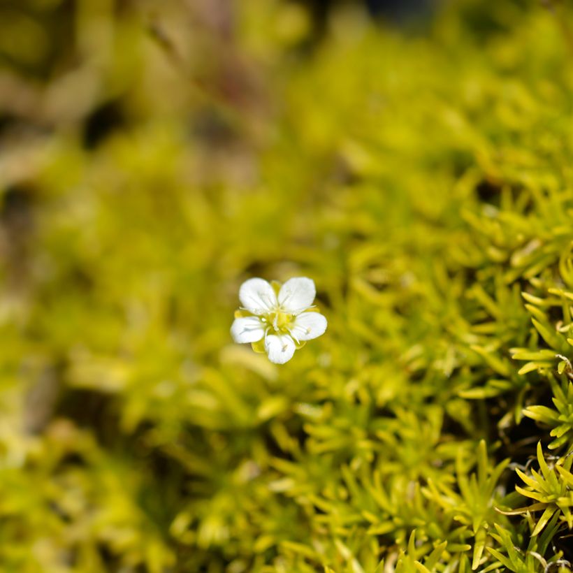 Sagina subulata Aurea - Sagine subulée dorée (Flowering)