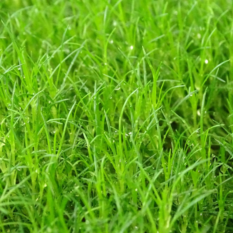 Sagina subulata Scottish Moss - Sagine subulée (Foliage)